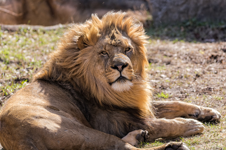 African Lionの写真素材