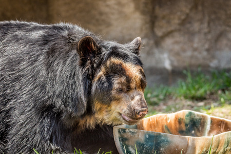Andean Bearの写真素材