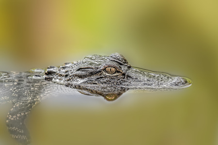 Young alligator in wild lakeの写真素材