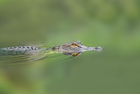 Young alligator in wild lakeの写真素材