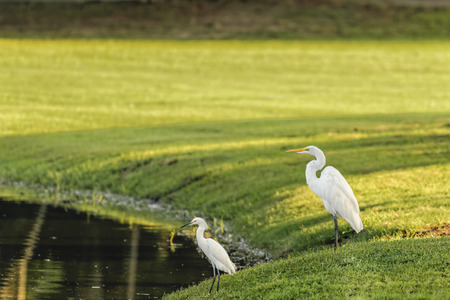 Two White Herons hunting on the shore of the lake in Florida