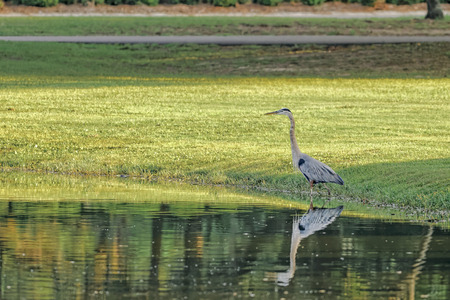 Portrait of wild Great Blue Heronの写真素材