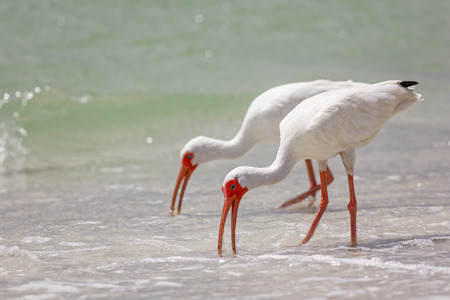 Wadding bird, White Ibis in Naples, Florida