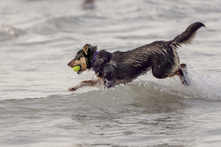 Dog playing with tennis ball in Lake Michiganの写真素材