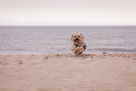 York dog playing on the dog beach at Lake Michigan.の写真素材