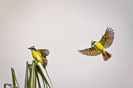 Family of flycatchers flying around the palm treeの写真素材