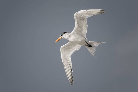 Mexican Gull flying over the ocean in Mexicoの写真素材