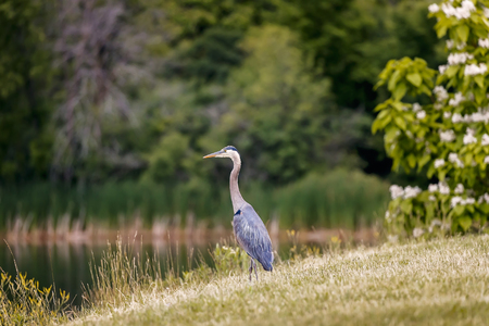 Wild Blue Heron hunting near the pond.の写真素材