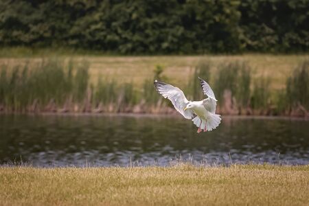 White gull flying over the Bend Lake