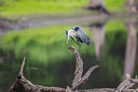Wild Blue Heron posing near Des Plaines River.