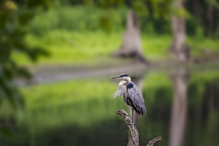 Wild Blue Heron posing near Des Plaines River.の写真素材