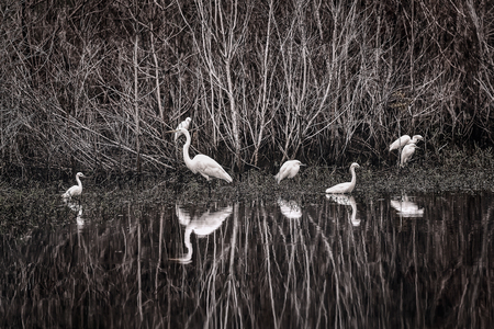 White, Great Heron hunting and feeding chicks and youngs in Hilton Head Islandの写真素材
