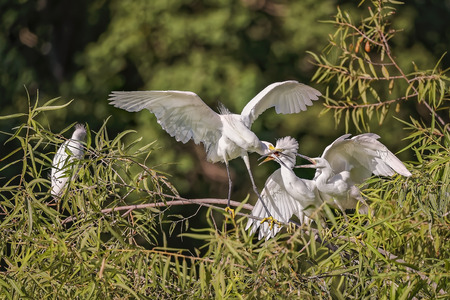 White, Great Heron hunting and feeding chicks and youngs in Hilton Head Islandの写真素材
