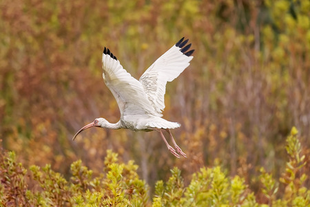 White Ibis taking care of chicks in the nest in Hilton Head Island, South Carolinaの写真素材