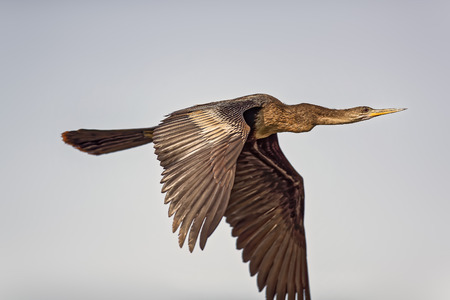 Double Crested Cormorant in Hilton Head Island, South Carolinaの写真素材
