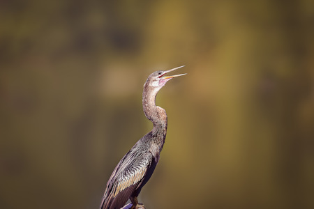 Double Crested Cormorant in Hilton Head Island, South Carolina