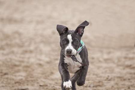 Four months American Pitbull playing on the beach.の写真素材