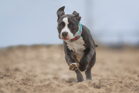 Four months American Pitbull playing on the beach.の写真素材