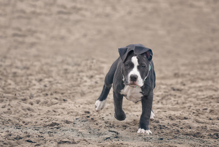 Four months American Pitbull playing on the beach.の写真素材
