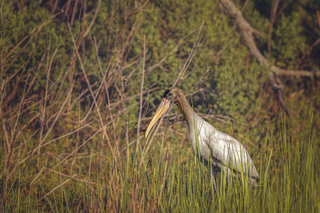 Wood Stork hunting on salt marshes in Big Talbot Island.の写真素材