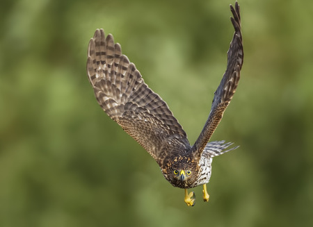 Red-Tailed Hawk in flight. Amelia Island, Florida