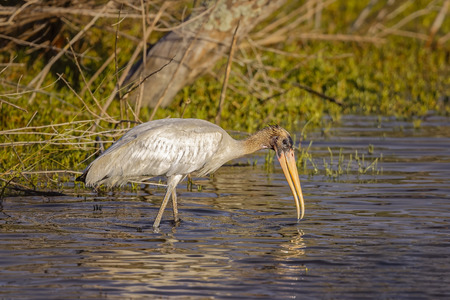 Wood Stork hunting on salt marshes in Big Talbot Island.の写真素材