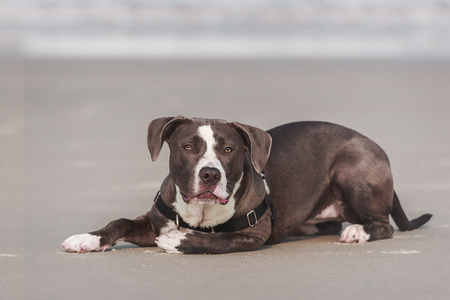 American Pitbull Terrierの写真素材