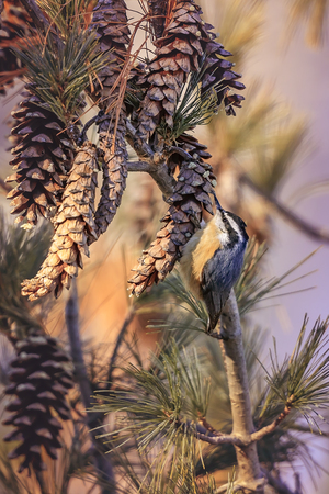 American songbird, Black Capped Chickadee looking for grains in cones.の写真素材