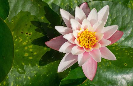 Beautiful  water plant with reflection in a pondの写真素材
