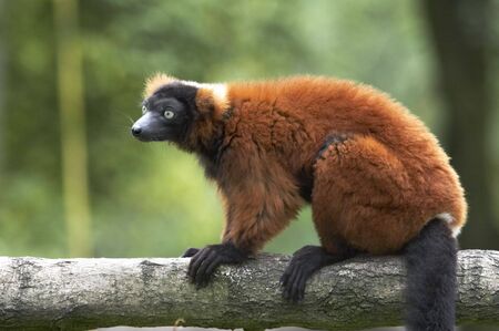 The fur pattern of the Red Ruffed Lemur are mostly dark red and black with some white. They live on the African Island of Madagascar.の写真素材