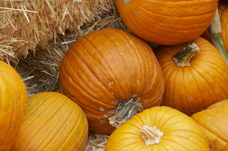 beautiful pumpkin in diffent colors