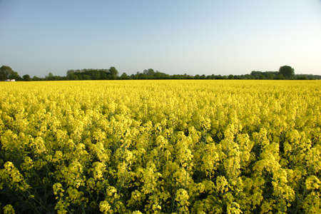 rape area under cultivation