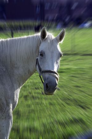 horse on meadowの写真素材