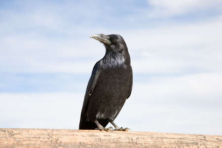 Black Raven standing on a timber, blue sky with clouds
