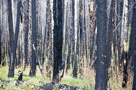 After Forest Fire - Kaibab National Forest Arizona USAの写真素材