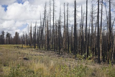 After Forest Fire - Kaibab National Forest Arizona USAの写真素材