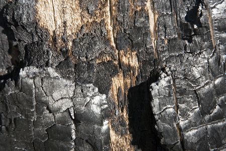 After Forest Fire - Kaibab National Forest Arizona USAの写真素材