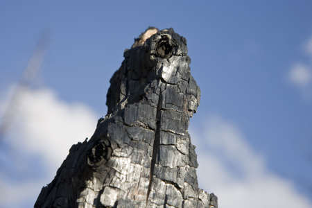 After Forest Fire - Kaibab National Forest Arizona USAの写真素材