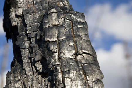 After Forest Fire - Kaibab National Forest Arizona USAの写真素材