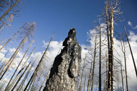 After Forest Fire - Kaibab National Forest Arizona USAの写真素材