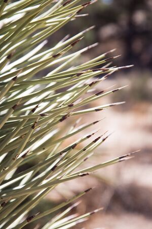 Joshua Tree National Park is located in south-eastern California.の写真素材