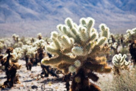 Cholla cactus garden, Joshua Tree National Park in California, USAの写真素材
