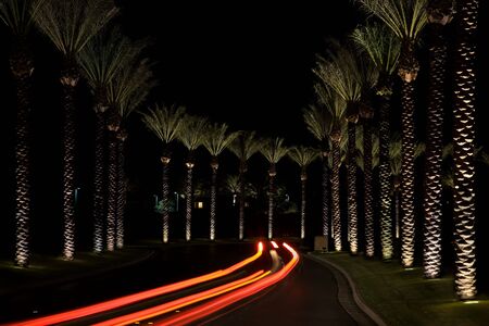 Illuminated palm avenue by night