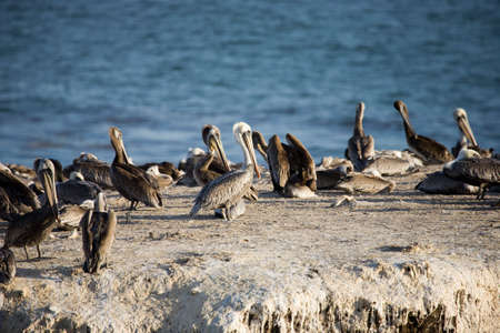 Rocky coast, Pismo Beach in California, USAの写真素材