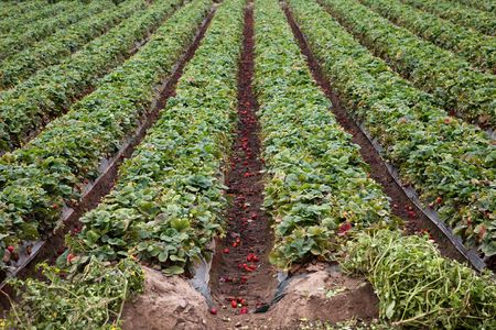 strawberry field, Santa Cruz in California, USA