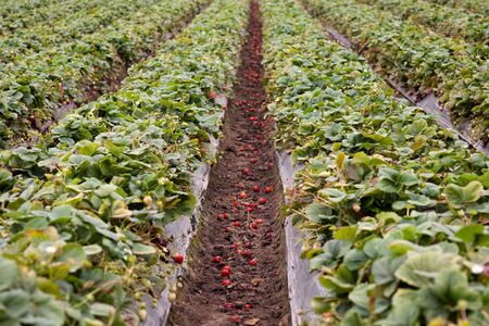 strawberry field, Santa Cruz in California, USAの写真素材