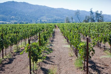 Wine Country, Nappa Valley in California, USAの写真素材