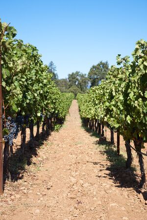 Wine Country, Nappa Valley in California, USAの写真素材