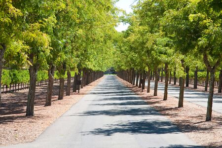 Tree-lined road, Nappa Valley, Nappa in California, USAの写真素材