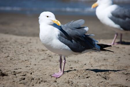 Seagull, San Francisco Bay, San Francisco in California, USAの写真素材